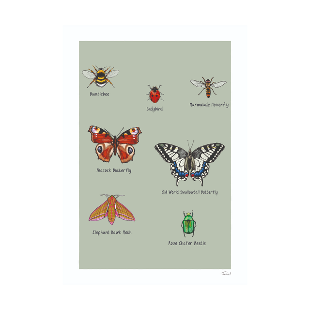 Pollinating Insects of Britain