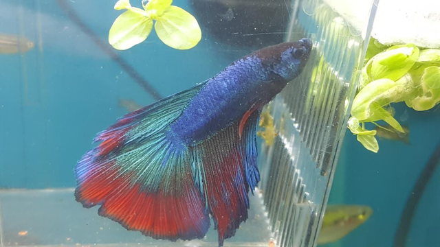 Betta delta male tri 