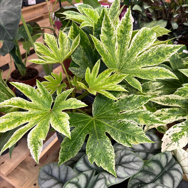 Fatsia Japonica variegata