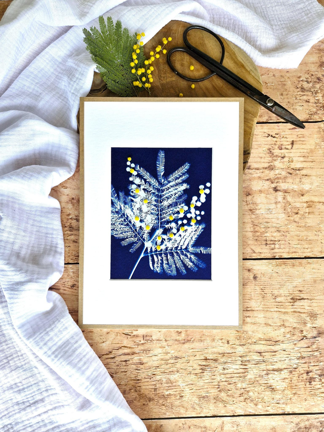 💙 Cyanotype encadré - 2 - Mimosa Ô!  
