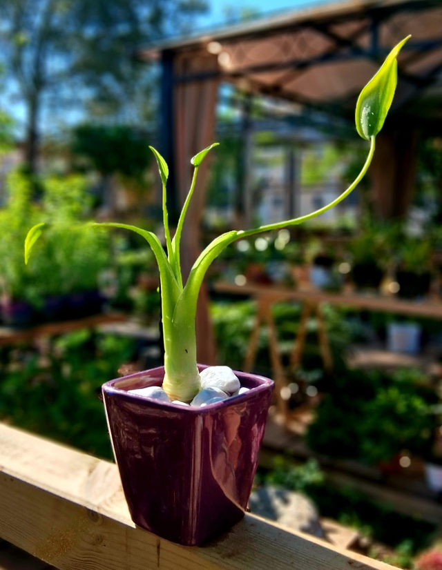 E08 . Alocasia 'Tiny Dancer'