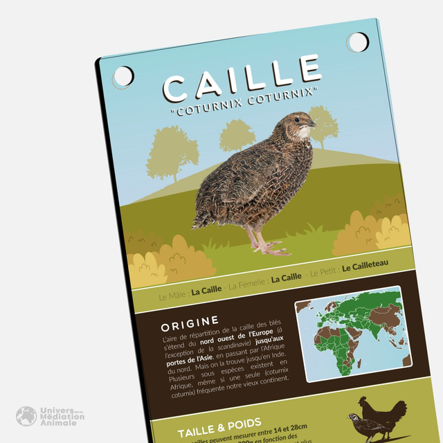 Panneau pédagogique - "La Caille"