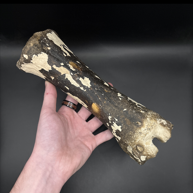 Bison Metacarpal 