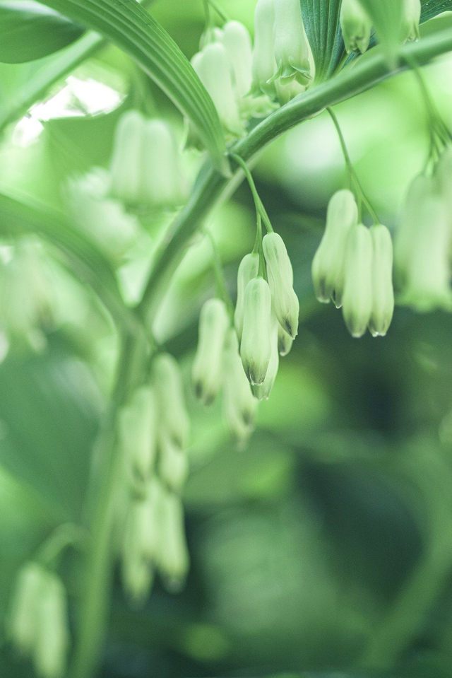 Polygonatum commutatum (Giganteum) P9