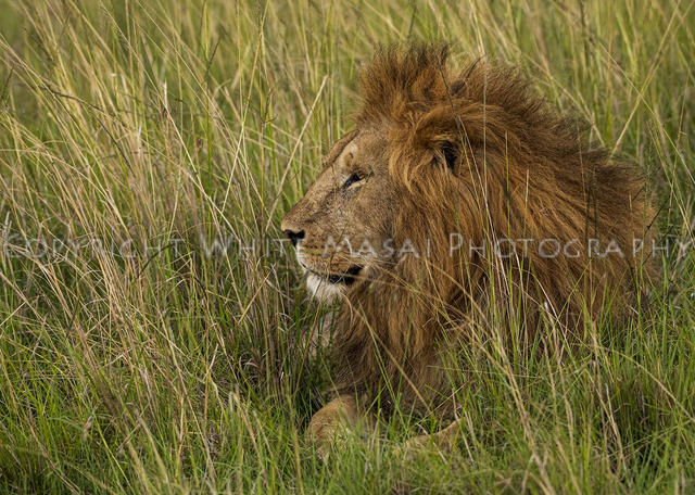 Now you see me, now you don't!