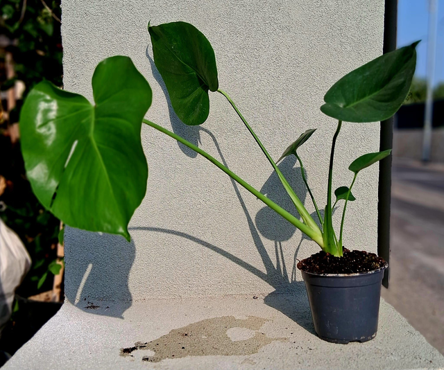 B54 . Monstera deliciosa in vaso 12