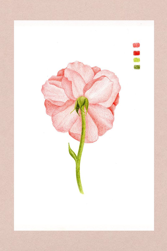 Illustration fleur de rose 