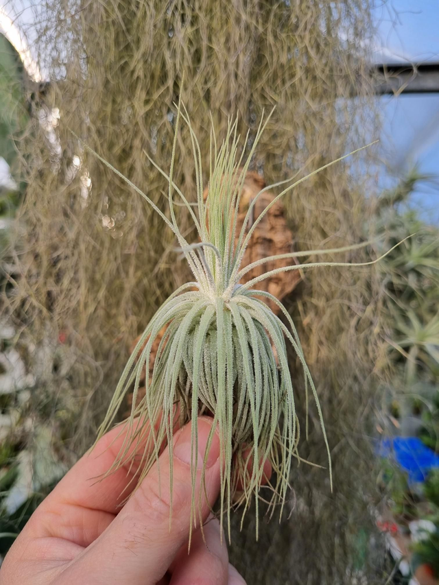 Tillandsia magnusiana