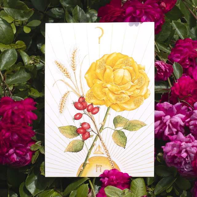 Rose Miel A5 