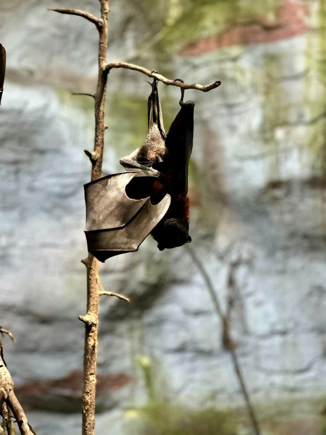 Vampire Tears Candle