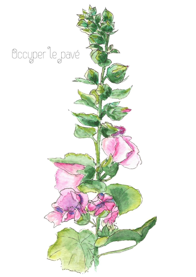 Rose trémière "Occuper le pavé"