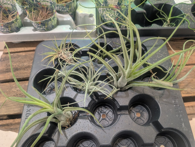 Tillandsia