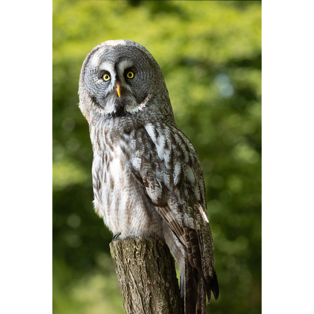 Chouette Lapone - Ref : 9435