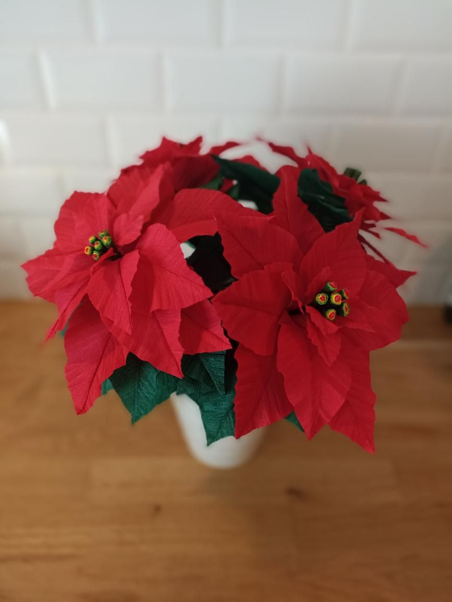 Poinsettia dans pot - 40cm