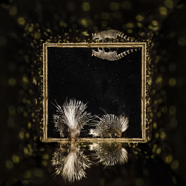 Tirage Dibond Windows at Night: "Porcupine" 