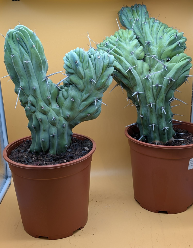  Myrtillocactus geometrizans