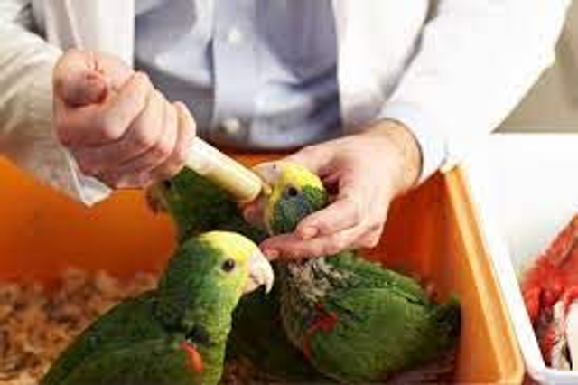 Parrots hand reared