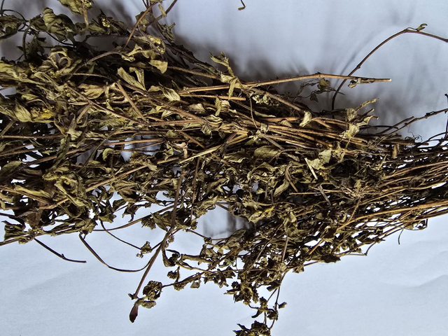 Euphorbia Hirta 50g