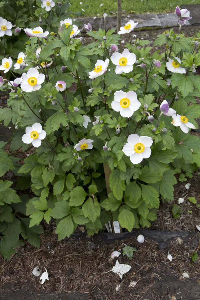 A04 . Anemone 'Elfin Swan'