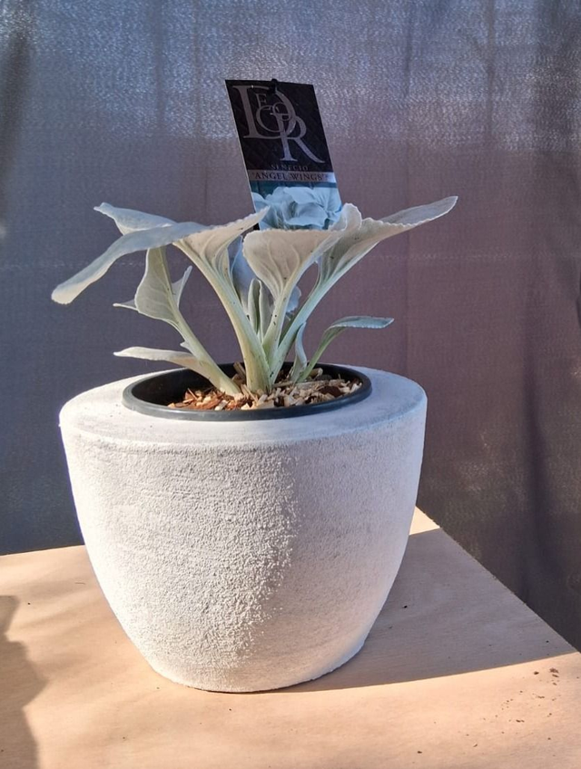 L15 . Senecio candicans ANGEL WINGS in "MILTO19"