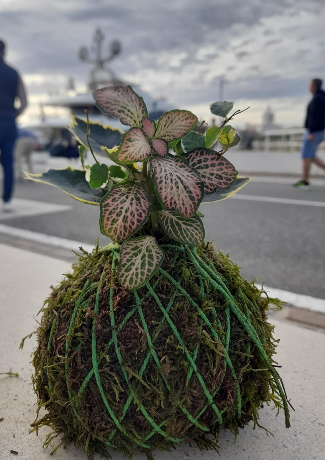 Kokedama fitonia