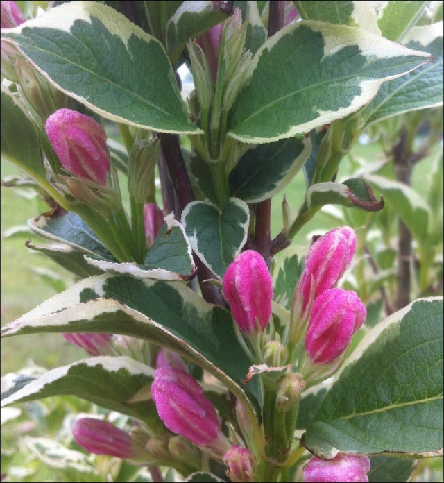 Weigela 'Florida Variegata' - 1ltr pot