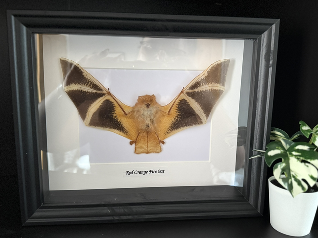 Kerivoula Picta Red Orange Fire Bat 