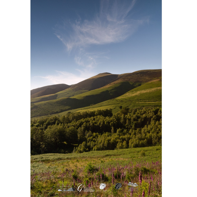Foxgloves and Skiddaw
