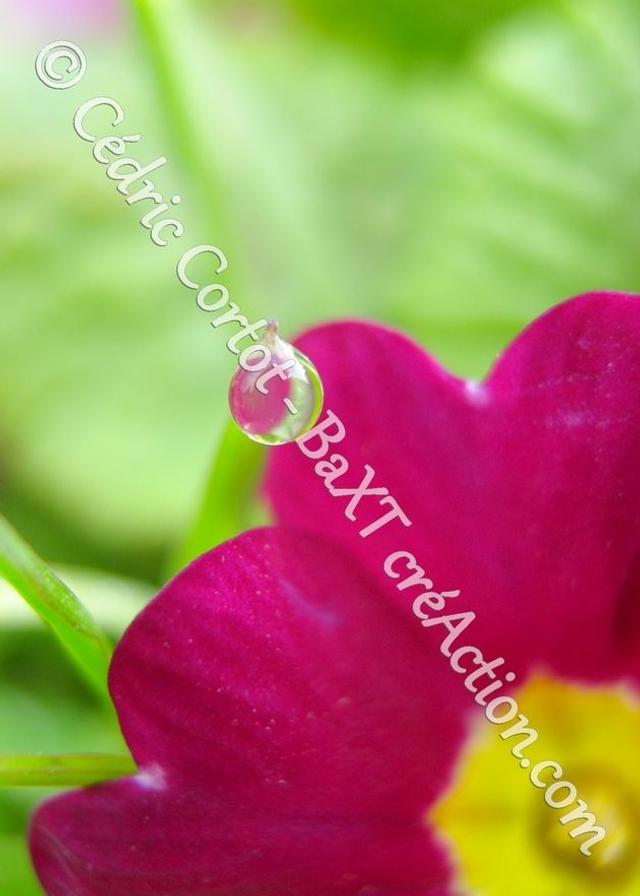 1 - Carte postale - Rosée et gouttes de pluie (Ref 1798)