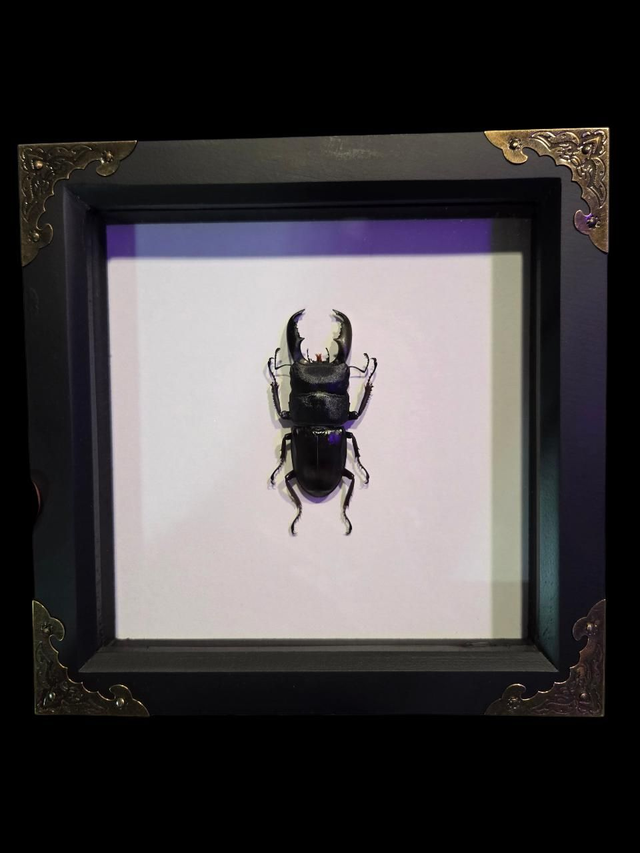 Stag Beetle Dorcus titanus 