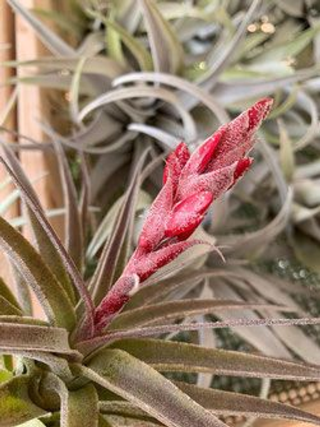 Tillandsia latifolia var latifolia