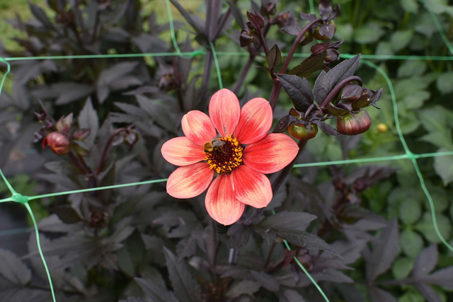 Hadrian’s Glowing Embers 450