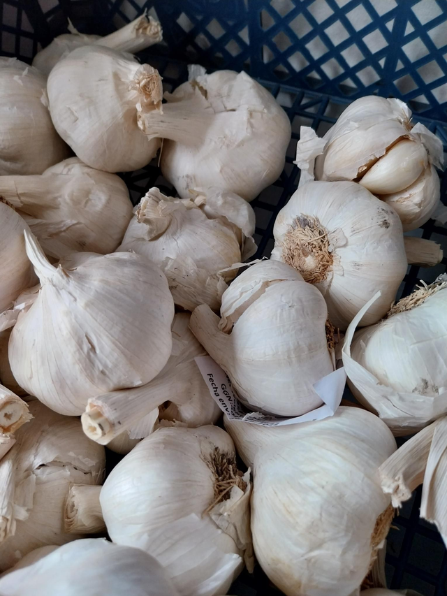 Garlic 