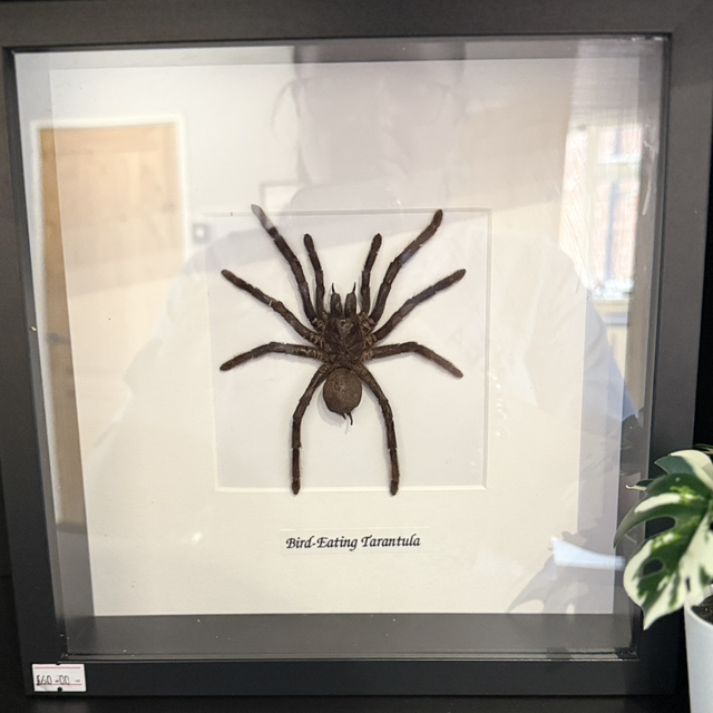 Bird-Eating Tarantula