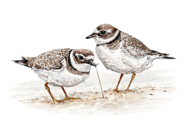 Ringed Plovers Print - After an original illustration in pen, ink and watercolour