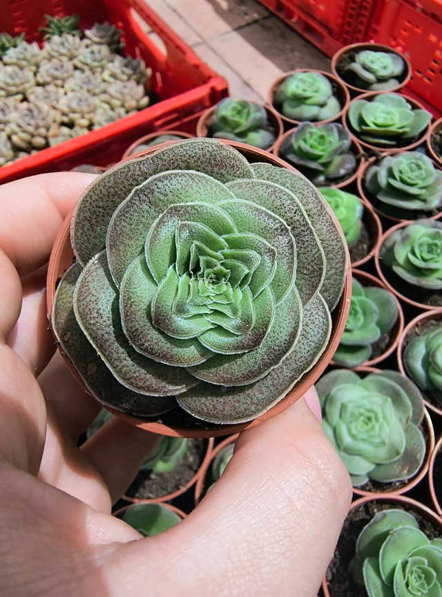 Crassula 'Turrita'