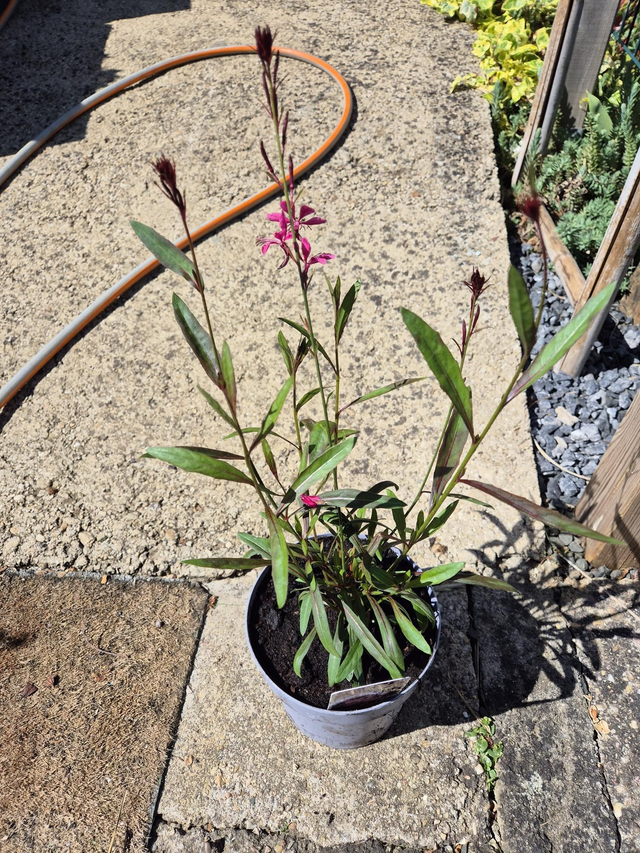 Gaura Lindheimeri everlast dark pink pot 15cm 