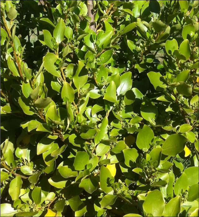 Griselinia littoralis - 1lt pot