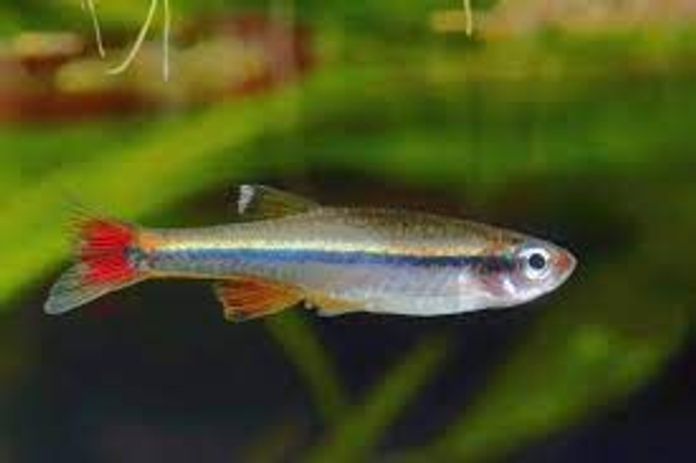 White Cloud Tetra (Tanichthys albonubes) (2.5 - 3.0)