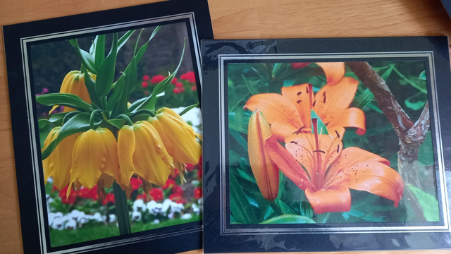 Lily and Fritillaria Imperialis mounted pictures 