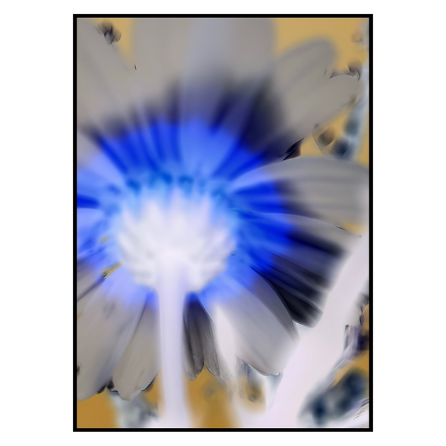 NV 003
