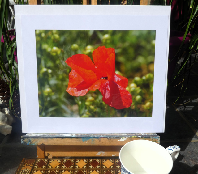 Photographic Open Edition Print, from my "Poppies" collection, "Ragged Poppy"