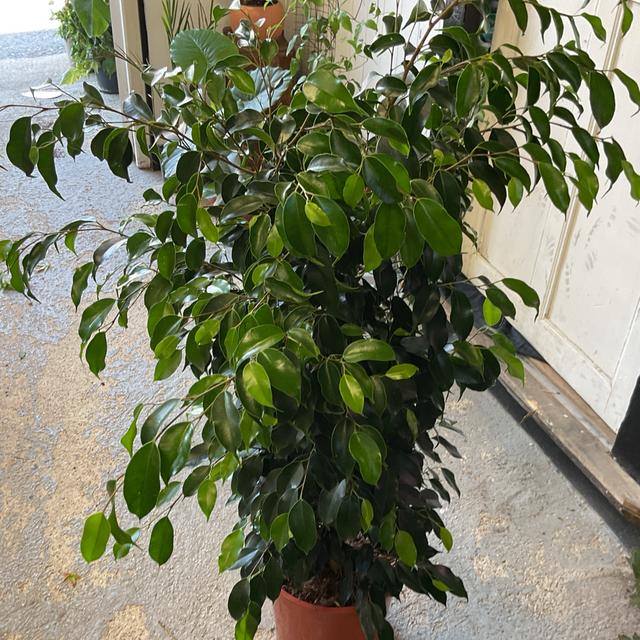 Ficus arbre