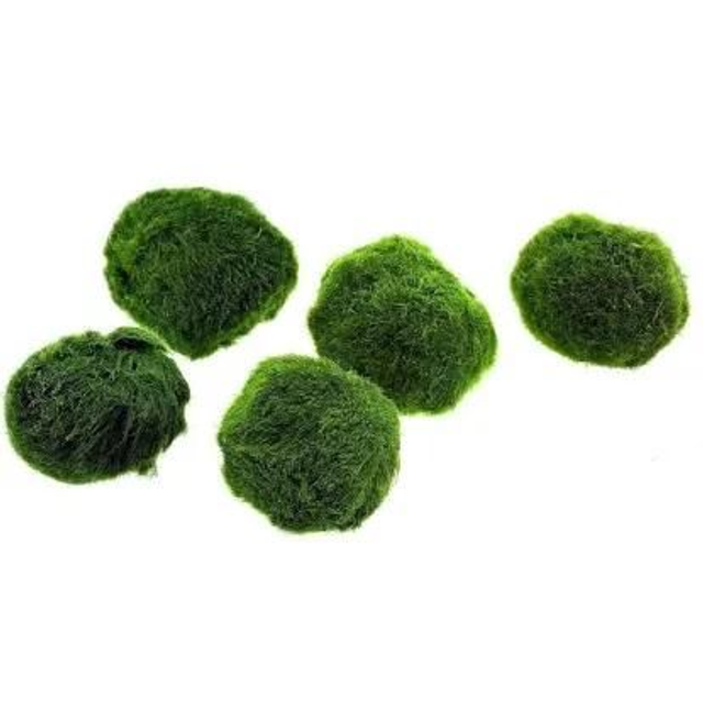 Alga Marimo (Aegagropila linnaei) 1 pz