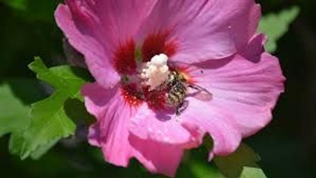 Althéa NT (Hibiscus syriacus)