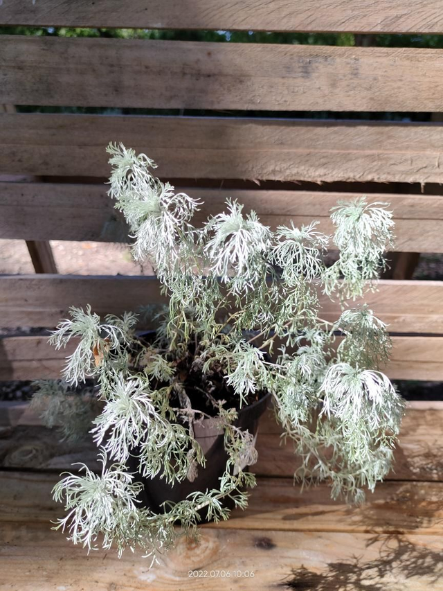 Artemisia Schmidtinia Nana - Armoise naine- C2l