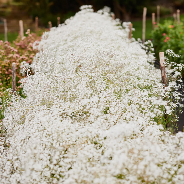 Gypsophila Baby’s Breath