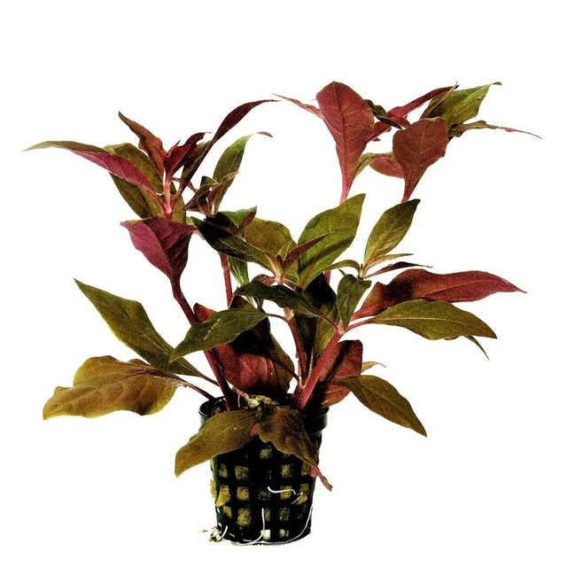 AP Alternanthera Cardinalis 8715897272141