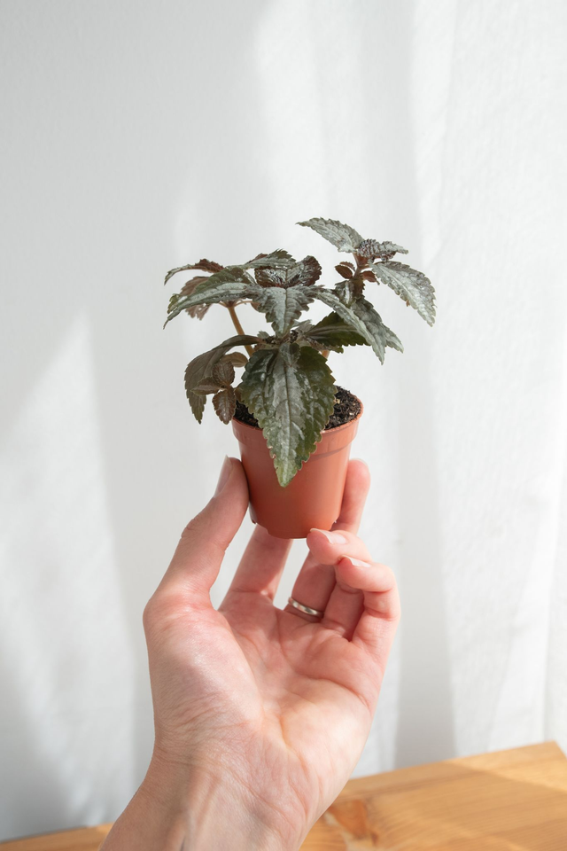 Pilea pubescens Silver Tree (mini) 🌿