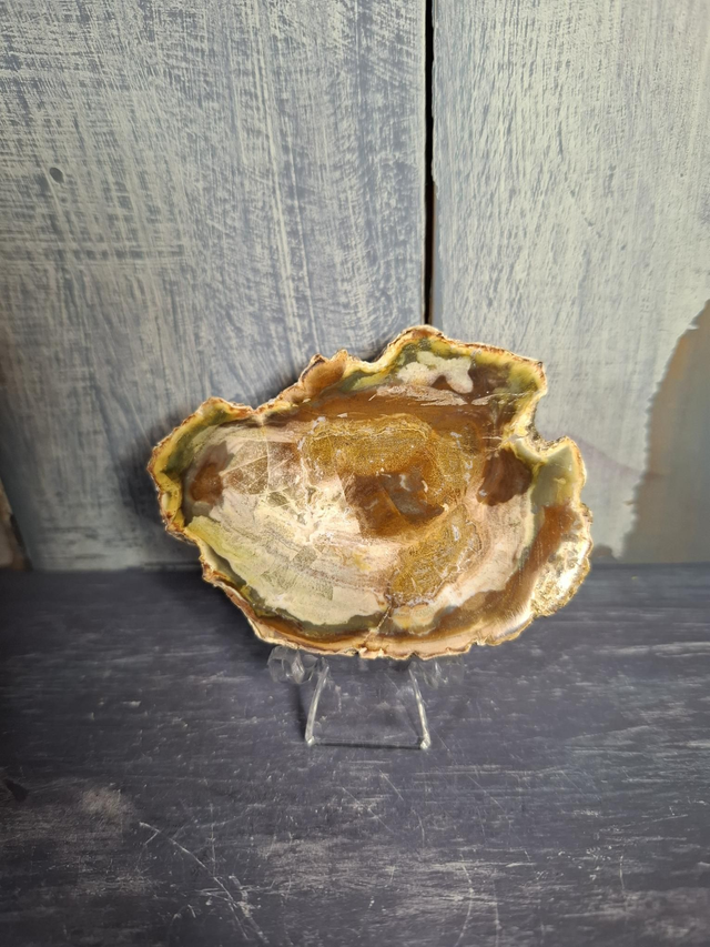 Petrified Wood Slice 
